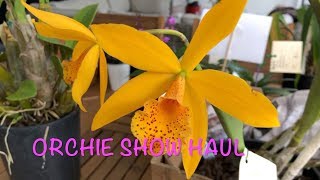 ORCHID SHOW HAUL Australian Dendrobiums Cattleyas and more [upl. by Laing802]