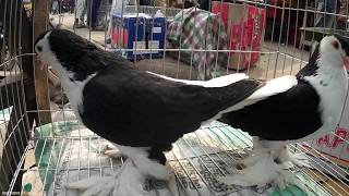 Black siraji pigeon mating HD  Big fancy kabootar video Bangladesh [upl. by Domonic]