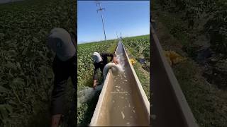 Amazing Irrigation Technique 😱 [upl. by Nehcterg]