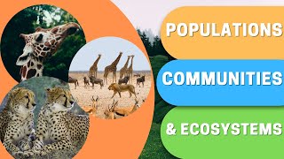 What are Populations Communities amp Ecosystems [upl. by Ijan]