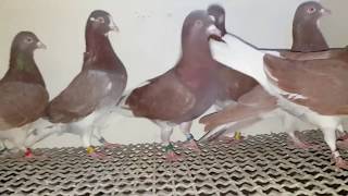 TIPPLERS HighFlying Pigeons 2019 [upl. by Kubiak520]