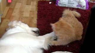 Norwegian Forest Cat vs Golden Retriever part 1 [upl. by Eutnoj722]