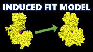 Enzymes Biology class 11  Induced Fit Model of Enzyme  Hexokinase Induced Fit [upl. by Palmer]