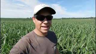 Update Notilling corn into alfalfa [upl. by Adnawahs716]