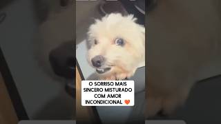 VEJA O QUE ESSE CACHORRO FEZ cachorro dog music song [upl. by Tnahs]