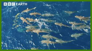 Mob of Sharks Ruthlessly Hunt Fish  Asia  BBC Earth [upl. by Hayward]