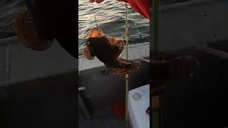 WAIT UNTIL END FOR MONKFISH ATTACK fishing fish saltwater monkfish shorts animals animal [upl. by Atinuahs]