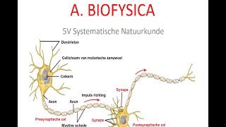 5V samenvatting katern Biofysica deel 1 [upl. by Klarrisa24]