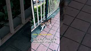 Lelah kaki melangkah shorts cat catlover kucing [upl. by February421]