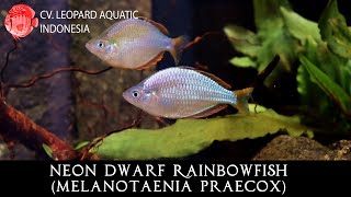 Melanotaenia praecox The FAVORITE Neon Dwarf Rainbowfish Leopard Aquatic R014B [upl. by Piotr]