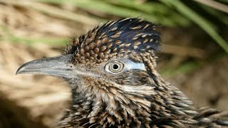 Greater Roadrunner in Exquisite 4k Detail [upl. by Enilav]