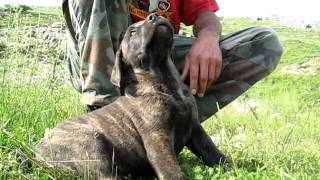 Srpski Odbrambeni Pas  Serbian Defance Dog [upl. by Walston]