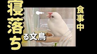 食事中に寝落ちする文鳥 [upl. by Perl]