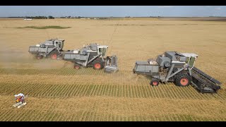 Colorado Wheat Harvest like its the 1970s with 3 Gleaner L2 Combines [upl. by Roberson]