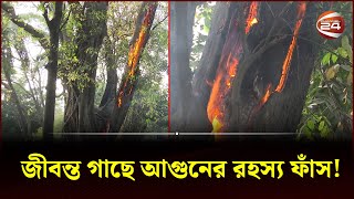 প্রধান বিচারপতির বাসভবনের কাছেই জীবন্ত গাছে আগুনের রহস্য ফাঁস  Tree Fire Highcort  Channel 24 [upl. by Wharton]