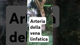 Arteria della vena linfatica Artery vein lymphatic Ascende8q [upl. by Noived]