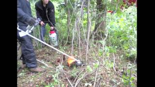 Invasive Buckthorn Removal Timelapse Removing Buckthorn Trees amp Bushes in Minnesota [upl. by Nylzor]