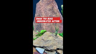 ZMan TRD BugZ Ned Rig Underwater Action [upl. by Odranreb]