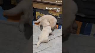 Tail wags and happy days with my babies 😍🐾fypyoutube ilovegoldenretrievers pets [upl. by Stacee]