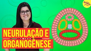 EMBRIOLOGIA NEURULAÇÃO E ORGANOGÊNESE  Resumo de Biologia para o Enem [upl. by Kir758]