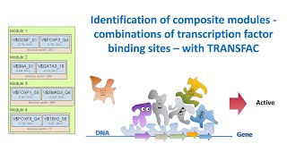 TRANSFAC for identification of composite modules combinations of transcription factor binding sites [upl. by Ardien]