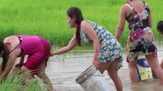 hot Girl Fishing Amazing Fishing at Battambang How To Catch Fish By Hand Part 31 [upl. by Anerahs]