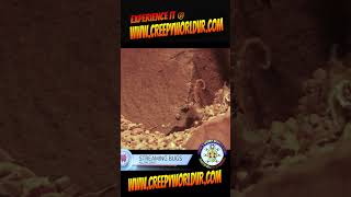 Arizona Bark Scorpions Feeding Frenzy [upl. by Zea]