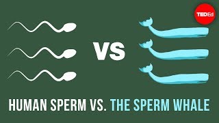 Human sperm vs the sperm whale  Aatish Bhatia [upl. by Ydnic]