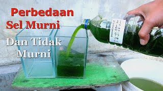 Perbedaan Kultur Chlorella Murni Tidak Murni [upl. by Dreyer154]