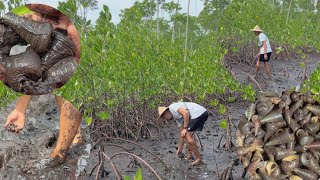 Picking Bagongon  Horn Shell from the Mangroves [upl. by Mikael]