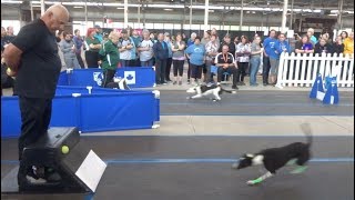 2018 CanAm Classic Flyball Tournament [upl. by Esinaj]