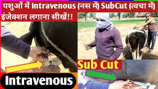 पशुओं में Intravenous नस में SubCut त्वचा में इंजेक्शन कैसे लगाएं IV SC injection in Animals [upl. by Atikat]