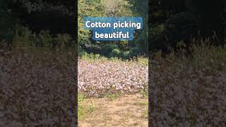 Cotton picking beautiful cotton cottonfields pictureperfect cottonland 100cotton [upl. by Engen844]