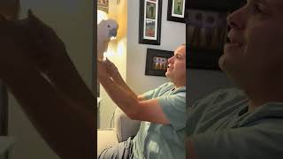 How to Talk Tango 🦜viralvideo video parrot shortvideos shortvideo shortsvideo viralvideo [upl. by Akiam]