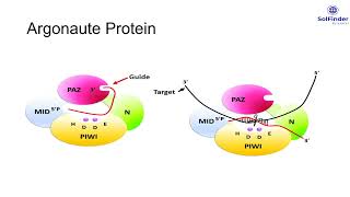 Argonaute Protein [upl. by Calbert]