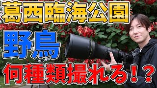 葛西臨海公園で野鳥 何種目撮れるかな？？？野鳥撮影 バードウォッチング 探鳥 [upl. by Adnov83]