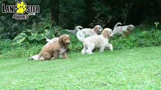 Outgoing Labradoodle Puppies [upl. by Werdna]