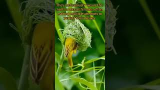 quotNatures ArchitectsThe Incredible Weaver Birds🐦weaverbirdbirdsnestbirdloverbiologyvlogviral [upl. by Marv431]