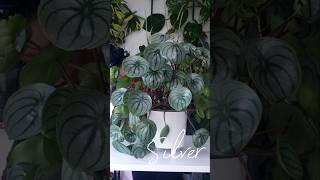 Stunning Watermelon Peperomia plant growing Without Soil [upl. by Anifur]