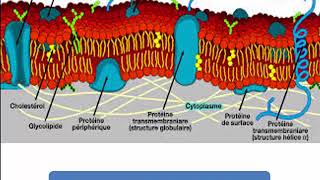 Structure et fonction des macromolécules  glycoprotéine [upl. by Pippa206]