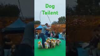 dog talent [upl. by Aroved]