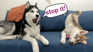 How A Husky Puppy Makes Two Dogs Play Funny Husky Reaction To A New Puppy [upl. by Karyn93]