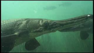 Underwater Footage of Alligator Gar [upl. by Fredela50]