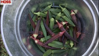 The Ultimate Guide to Growing Okra [upl. by Appleby463]