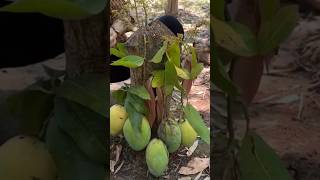 New technique of growing mango plant mangografting mango fruitfarming farming viral shorts [upl. by Lewert]