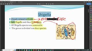 12 part 2 shigella and salmonella microbiology [upl. by Rafaelof]