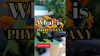 What is Phyllotaxy shorts facts biology [upl. by Crosse644]