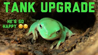 Australian Whites Tree Frog tank setup EXPOSED 💀 [upl. by Nowahs16]