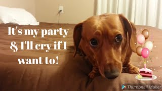 Interview with a Chatty Dachshund Birthday Edition [upl. by Adekam]