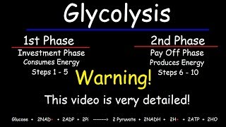 Glycolysis  Biochemistry [upl. by Reinwald421]